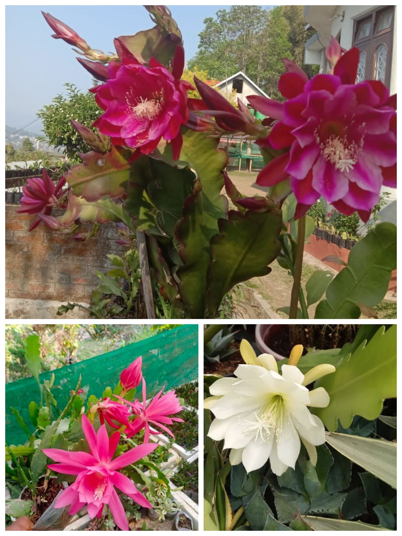 Brahma Kamal Plant Combo- Pack of 3