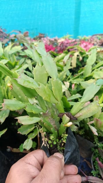 Christmas Cactus Plant (Red variety)