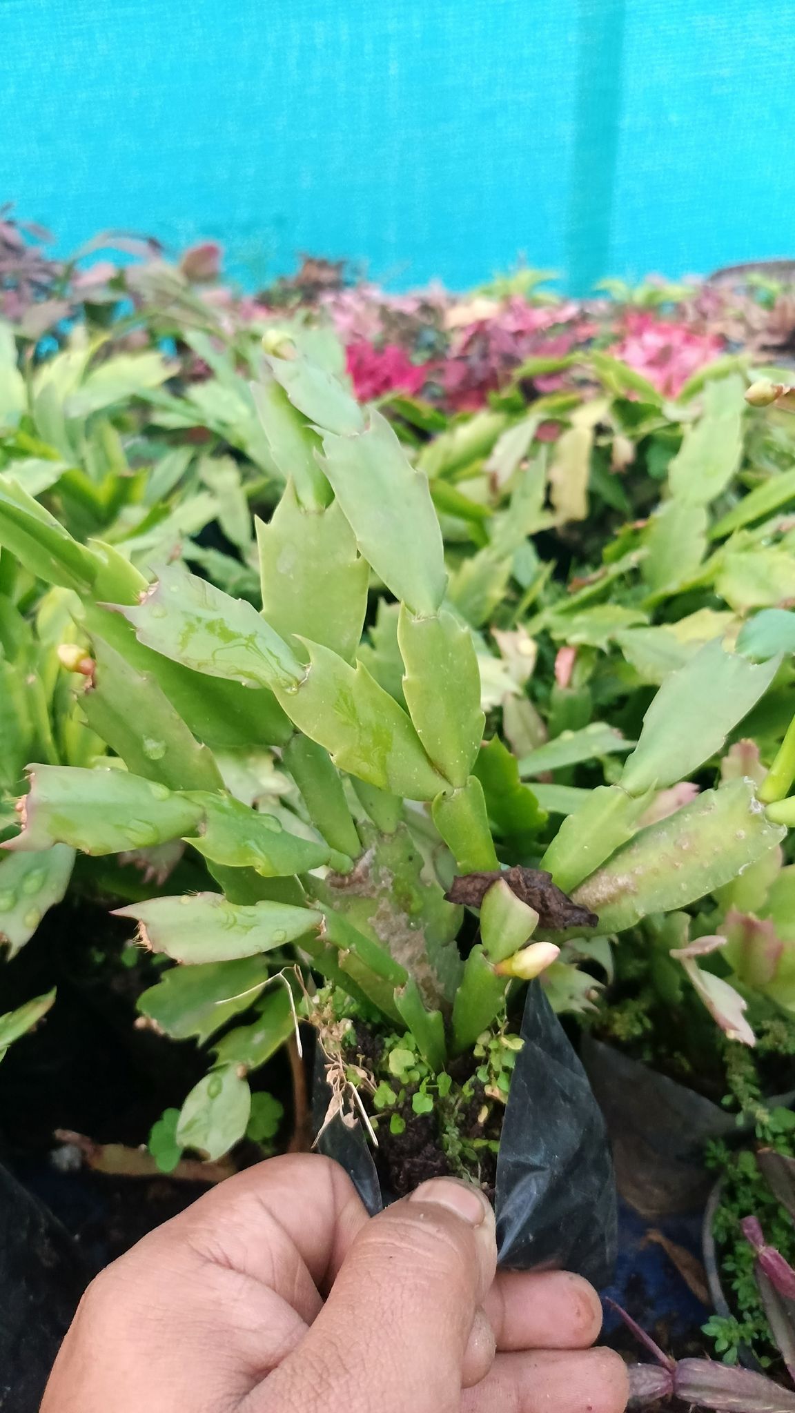 Christmas Cactus Plant (Red variety)