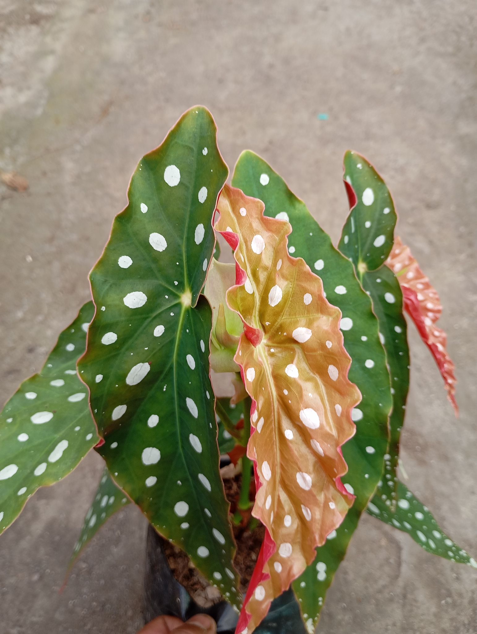 Angel Wing Begonia Plant