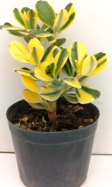 Rare Varigated Crassula Ovata Jade Plant Vastu Plant Barerooted