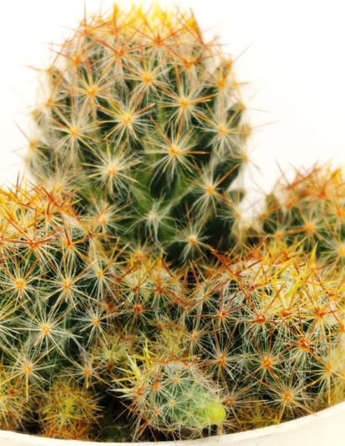 Phulwari Mammillaria Prolifera Cactus Barerooted