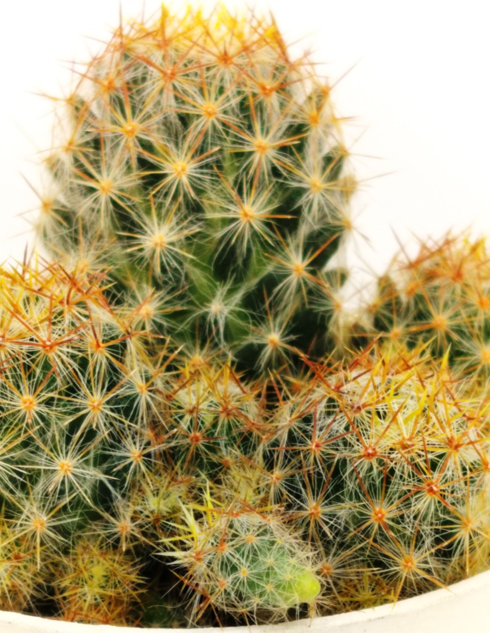 Phulwari Mammillaria Prolifera Cactus Barerooted