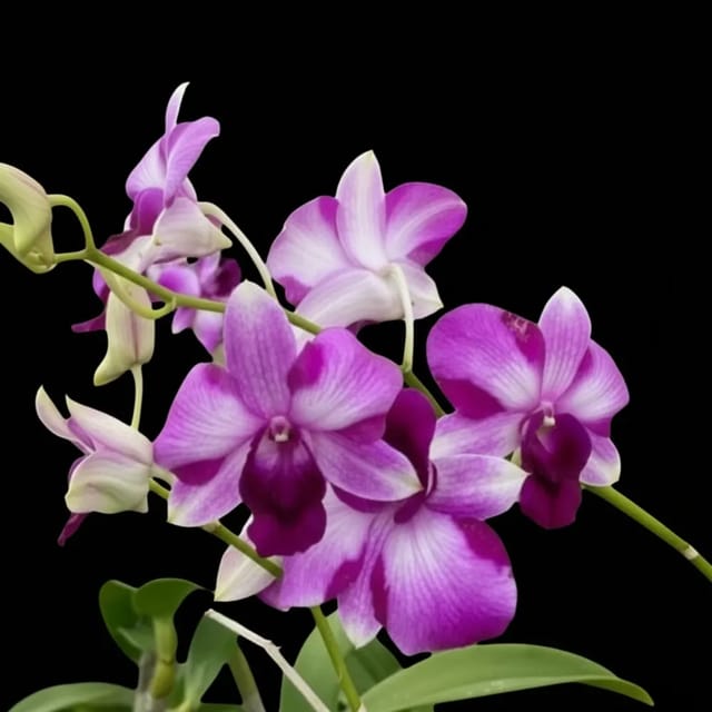 Dendrobium Trisara - Seedling Size Orchid Plant Dendrobium Trisara - Seedling Size Orchid Plant