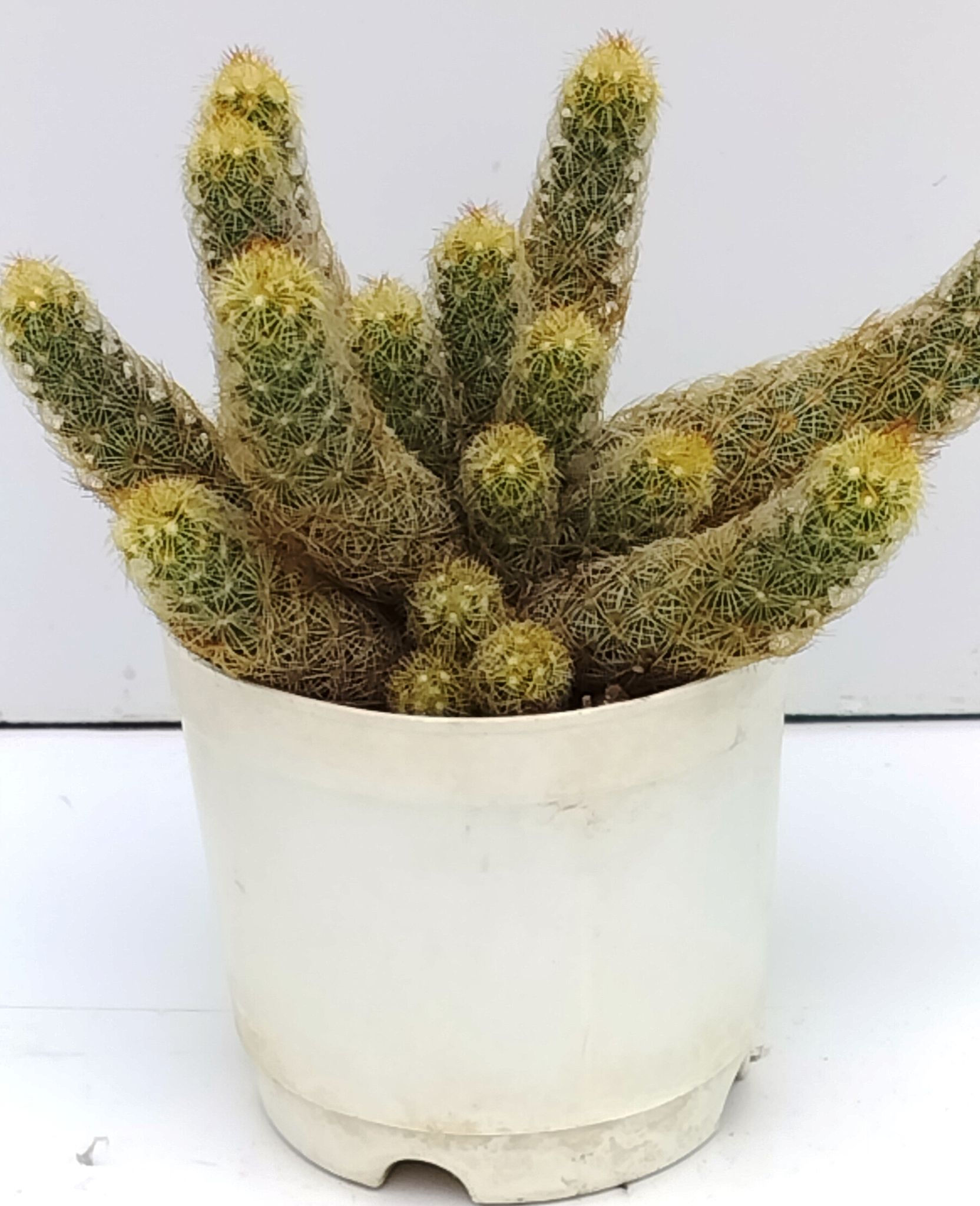 Phulwari Cactus Plant Barerooted