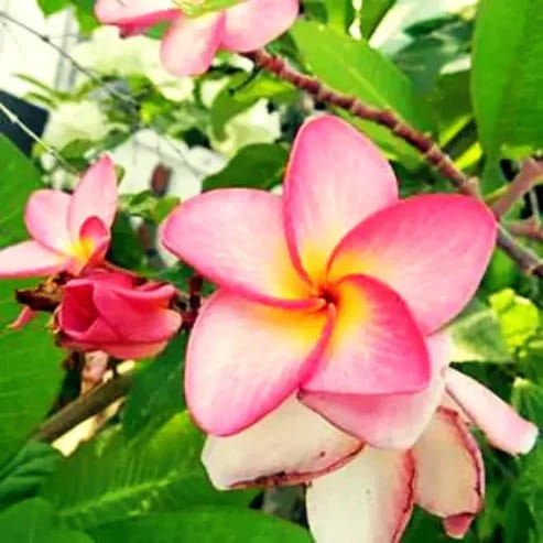 Plumeria Rubra (Pink) Flower Plant