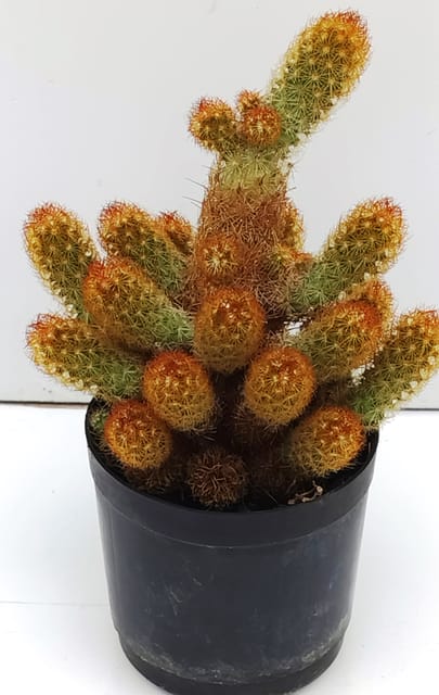 Phulwari Mammillaria Elongata Cactus Plant Barerooted