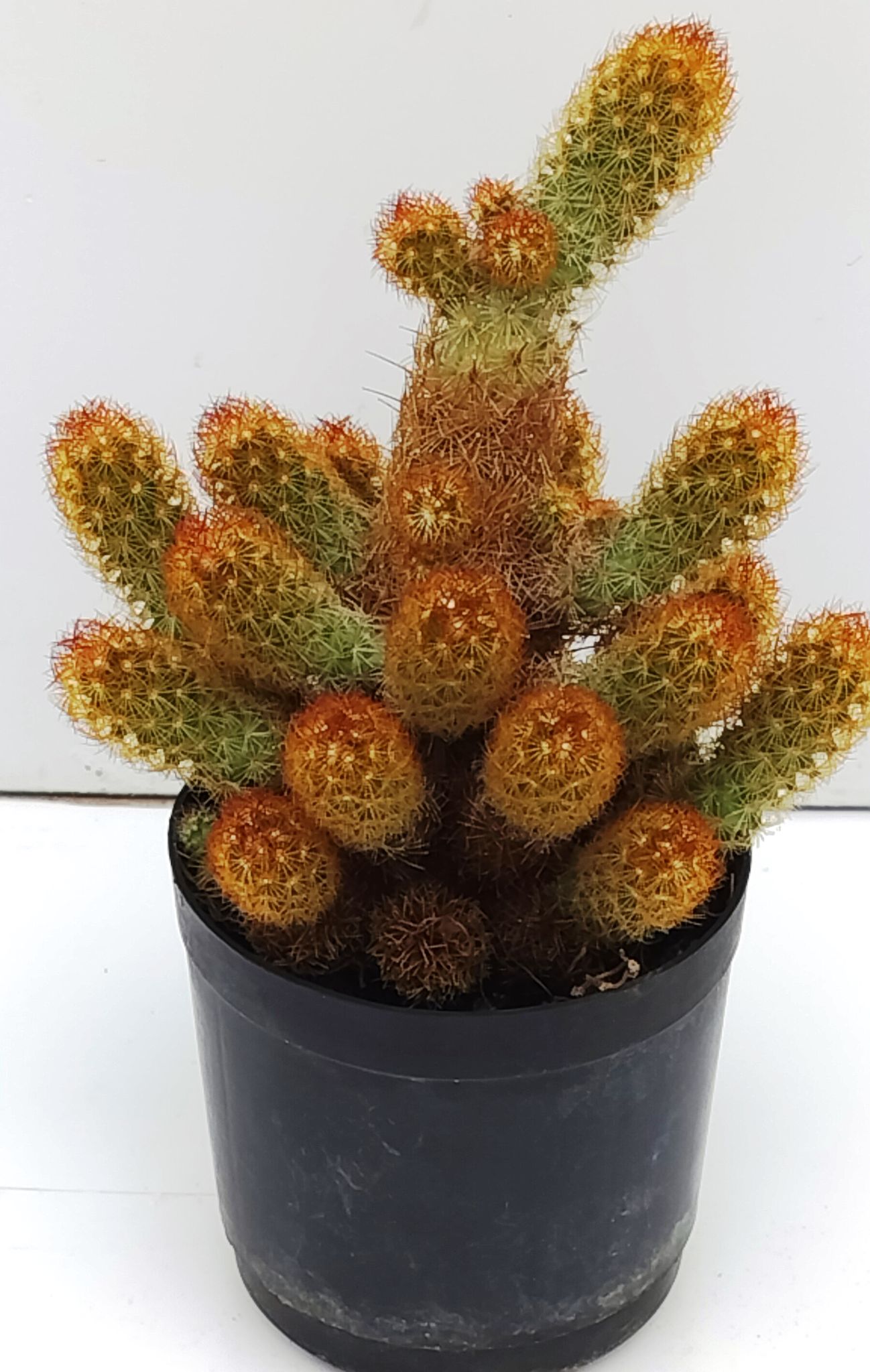 Phulwari Mammillaria Elongata Cactus Plant Barerooted