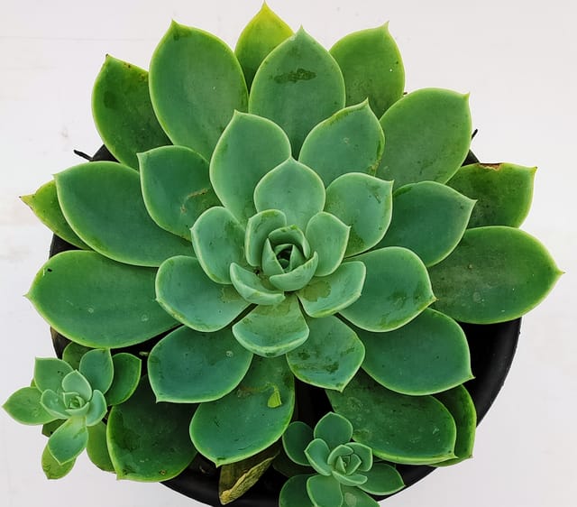 Phulwari Echeveria Blue Succulent Barerooted