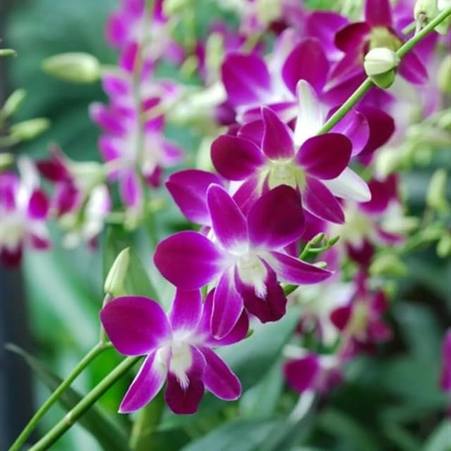 Dendrobium Sonia Earsakul - Seedling Size Orchid Plant