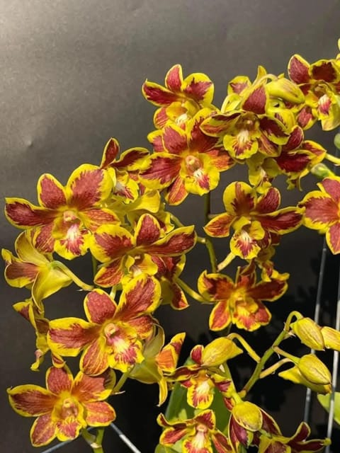 Dendrobium KGI Splash - Seedling Size Orchid Plant
