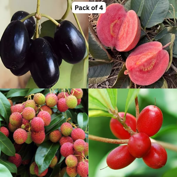Rare Fruit Plants Combo (Pack Of 4)