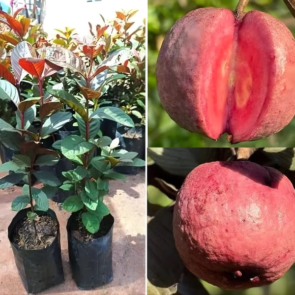 Black Diamond Guava Plant