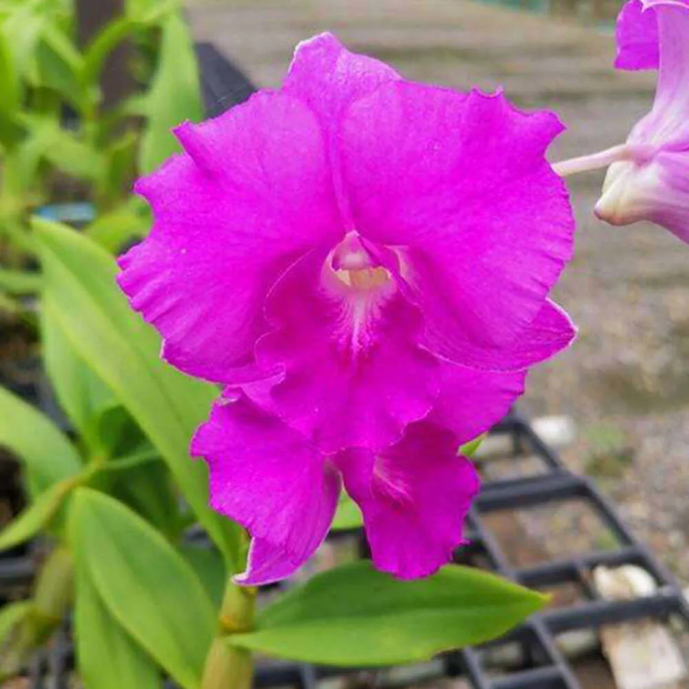 Dendrobium Rosy Pink - Seedling Size Orchid Plant