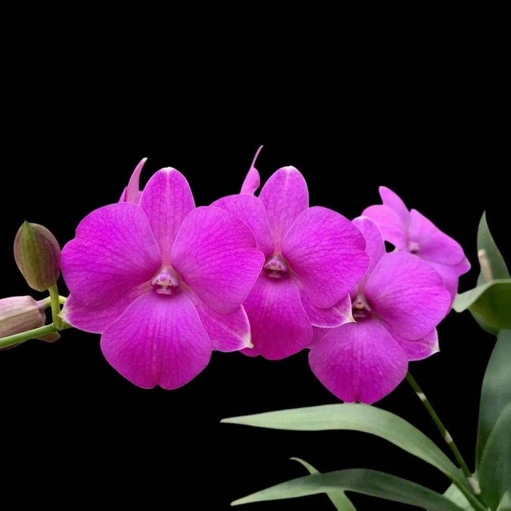 Dendrobium Mini Pink 3 Lip - Seedling Size Orchid Plant