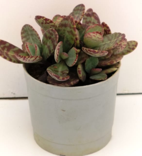 Phulwari Kalanchoe Humilis Succulent Plant Barerooted