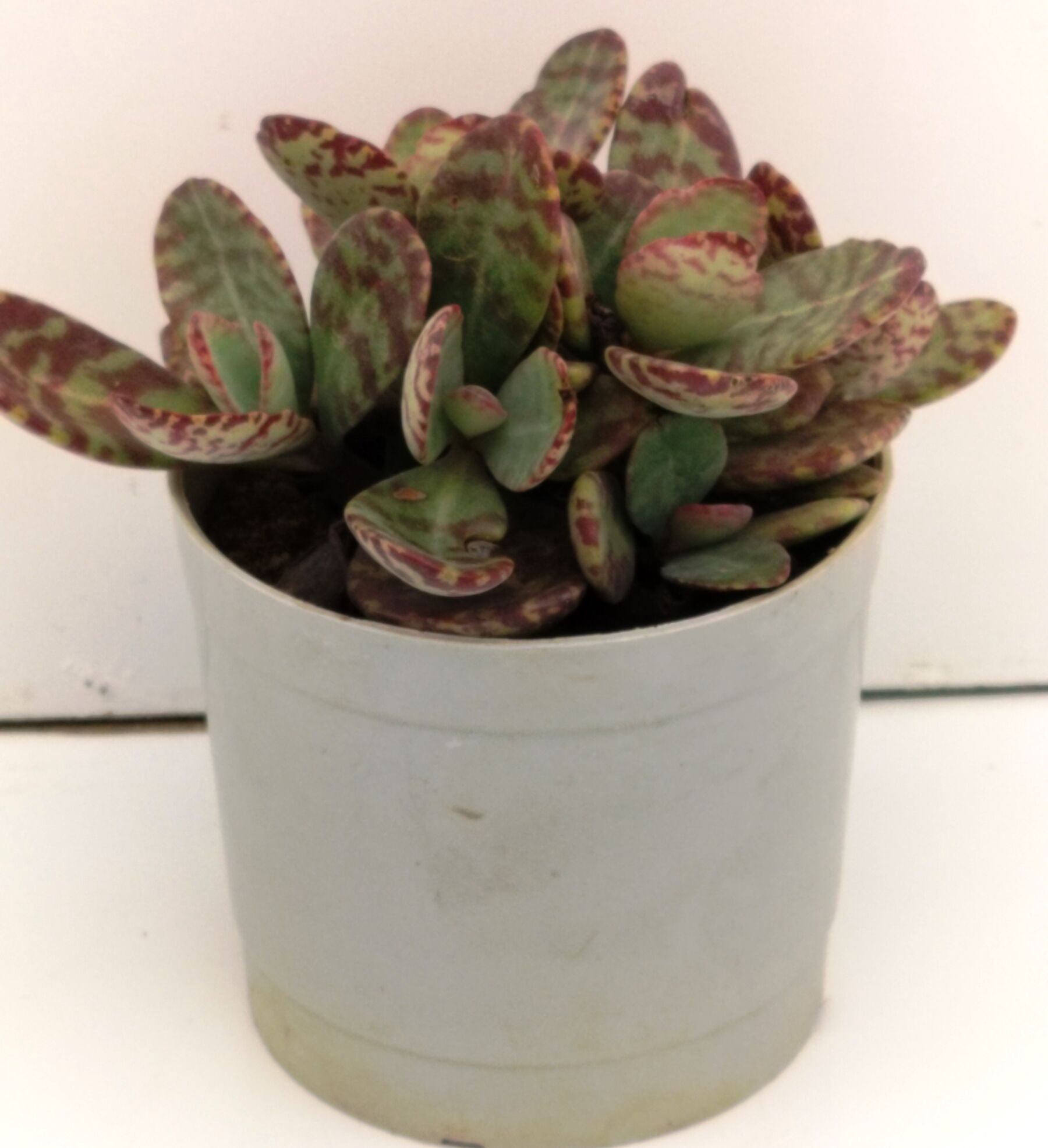 Phulwari Kalanchoe Humilis Succulent Plant Barerooted
