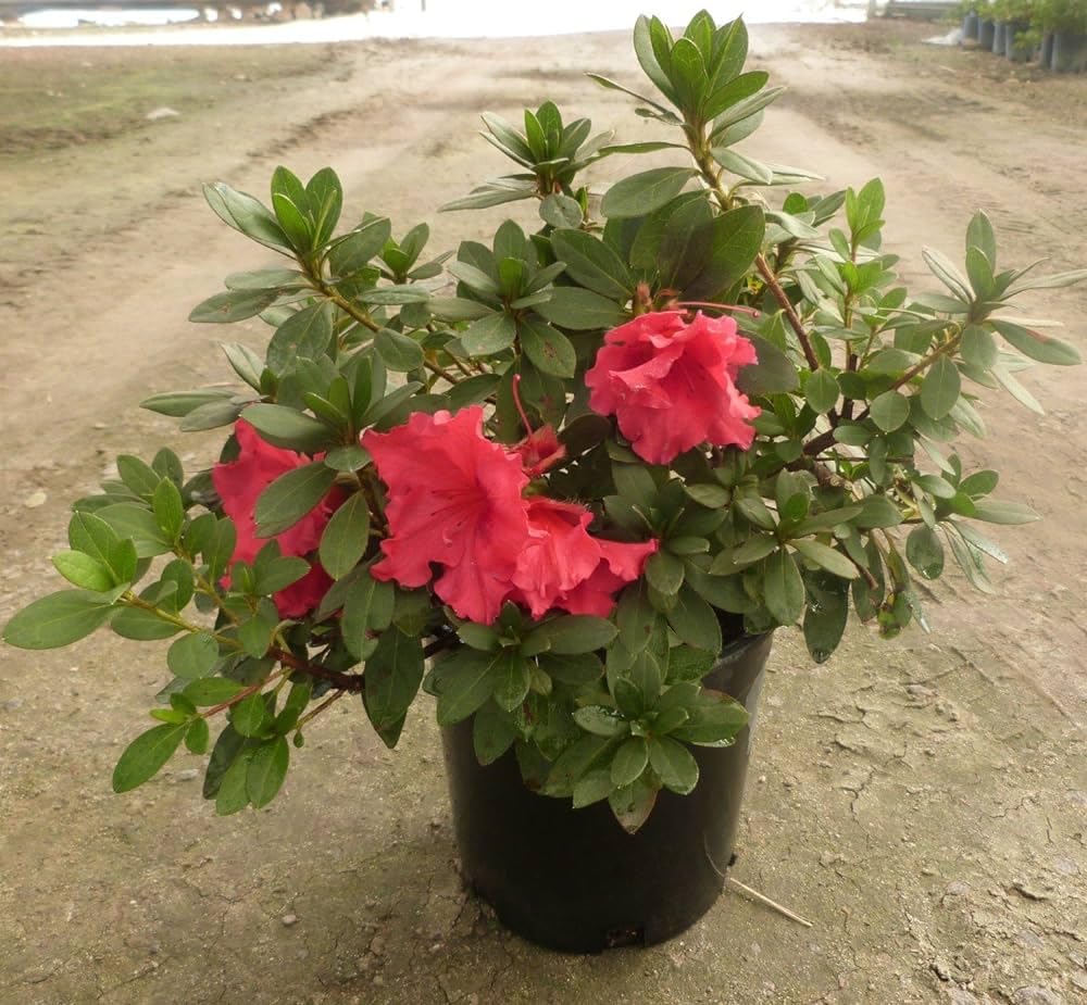 Azalea Plant With Pot