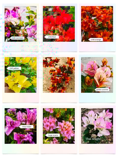 Rare Bougainvillea Pack of 9 Plants - Genuine ID with Tag