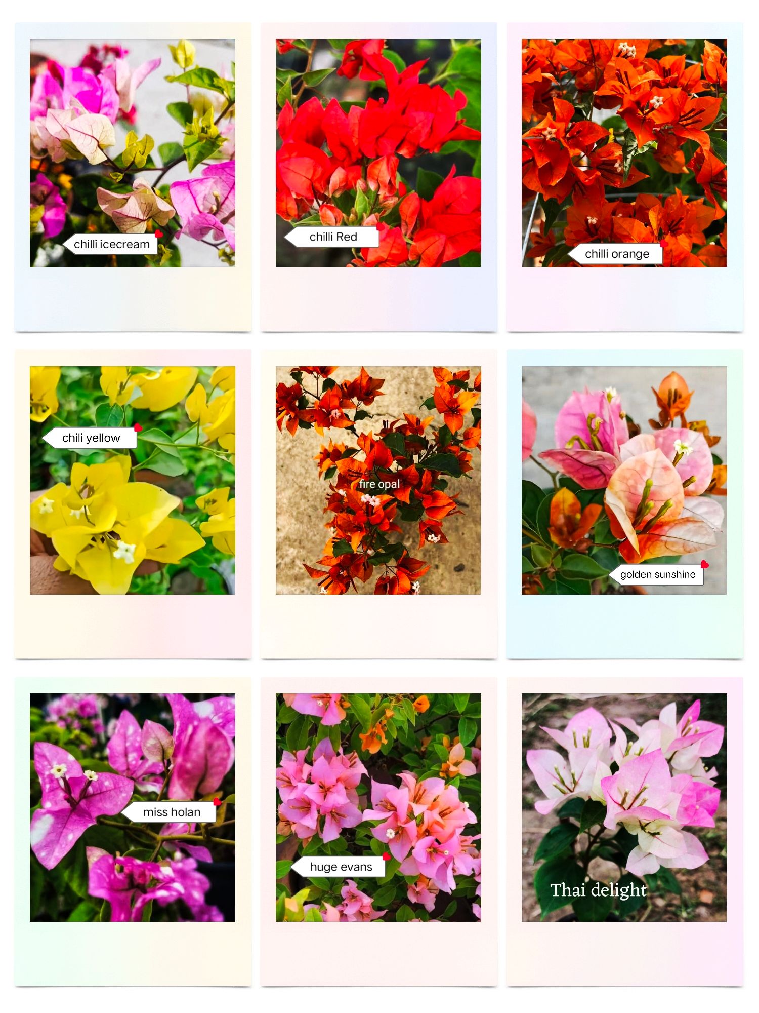 Rare Bougainvillea Pack of 9 Plants - Genuine ID with Tag