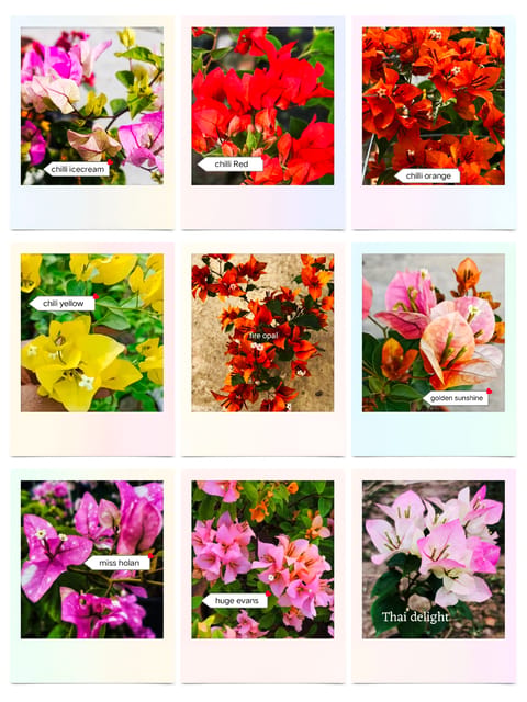 Rare Bougainvillea Pack of 9 Plants - Genuine ID with Tag Rare Bougainvillea Pack of 9 Plants - Genuine ID with Tag