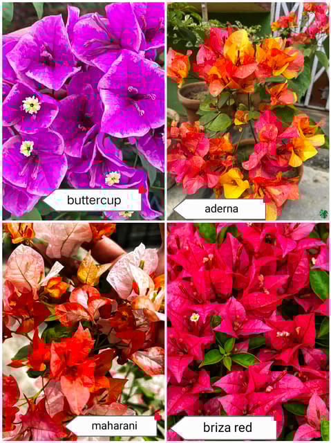 Bougainvillea Correct ID Pack of 4 Plants
