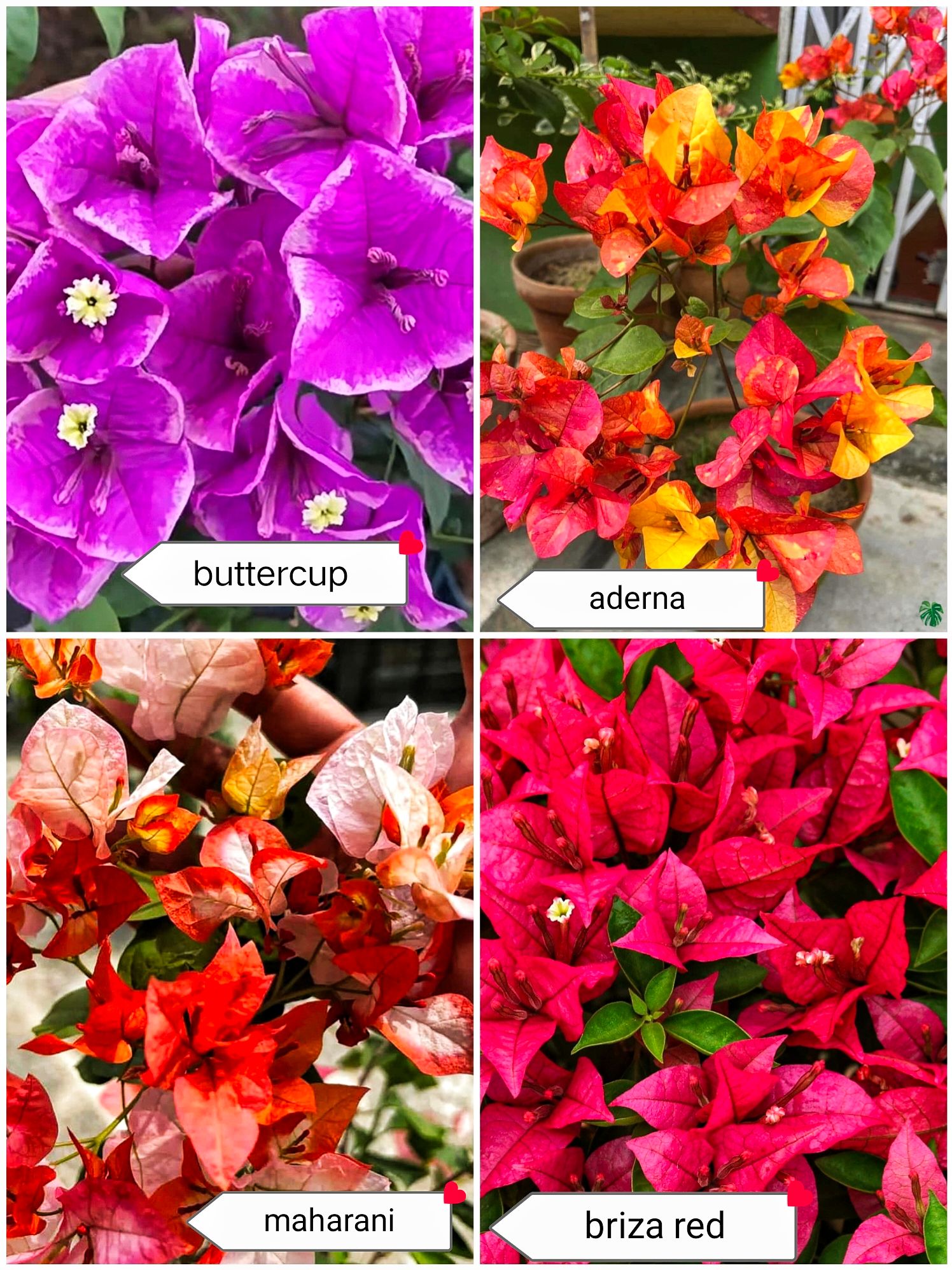 Bougainvillea Correct ID Pack of 4 Plants