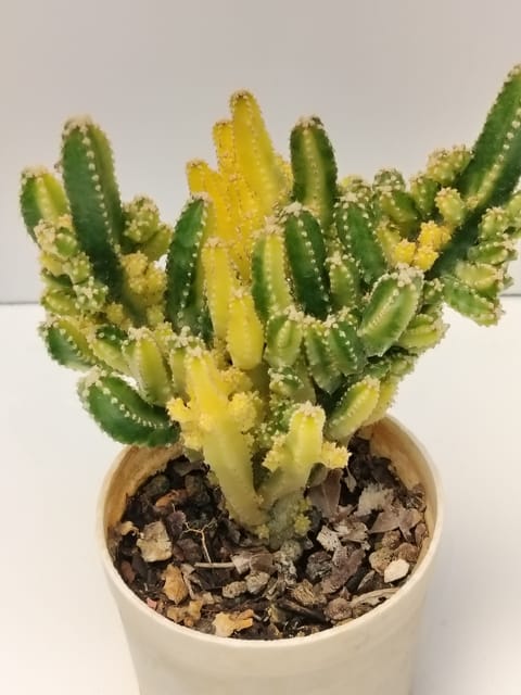Phulwari Varigated Fairy Castle Cactus Plant Barerooted