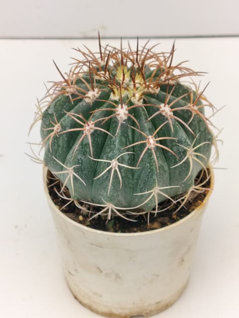 Phulwari Melocactus Salvadorensis Cactus Plant Barerooted