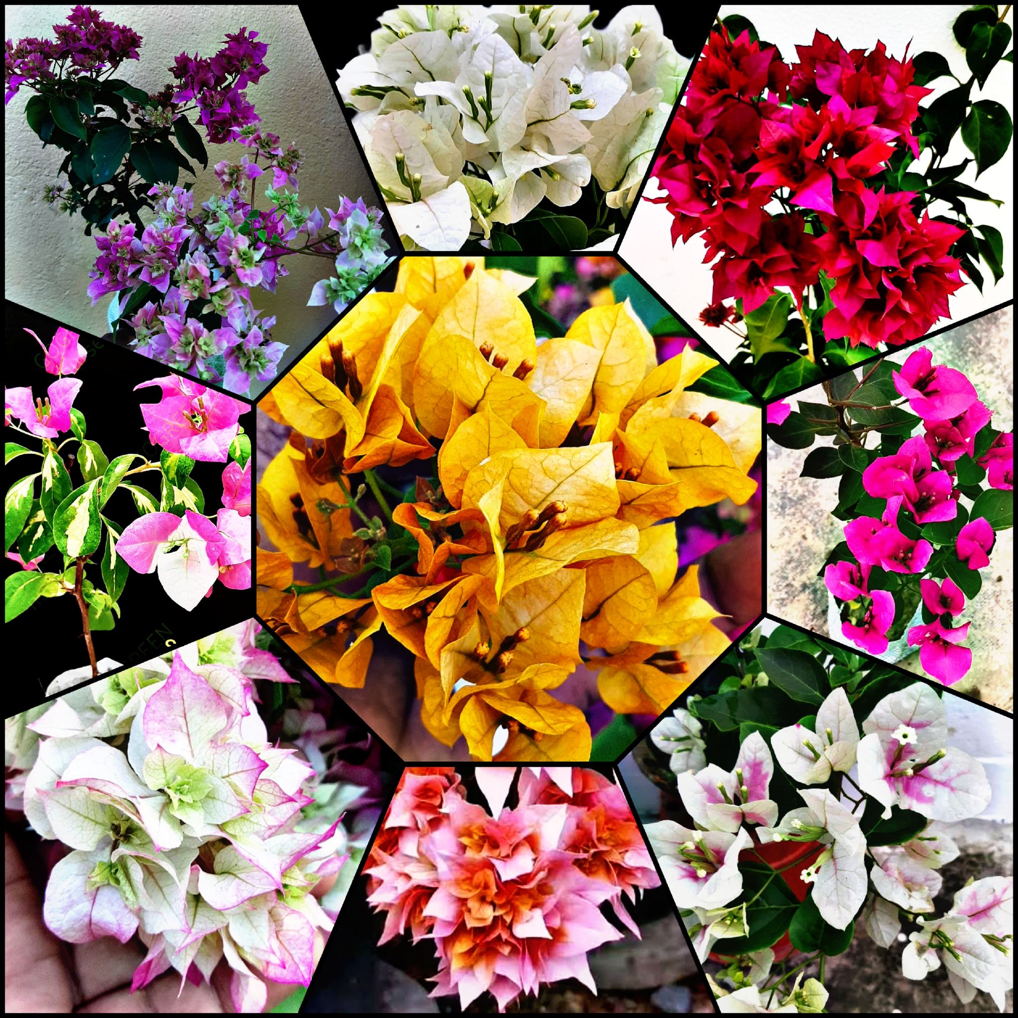 Bougainvillea Regular Plants Combo (Pack of 9)