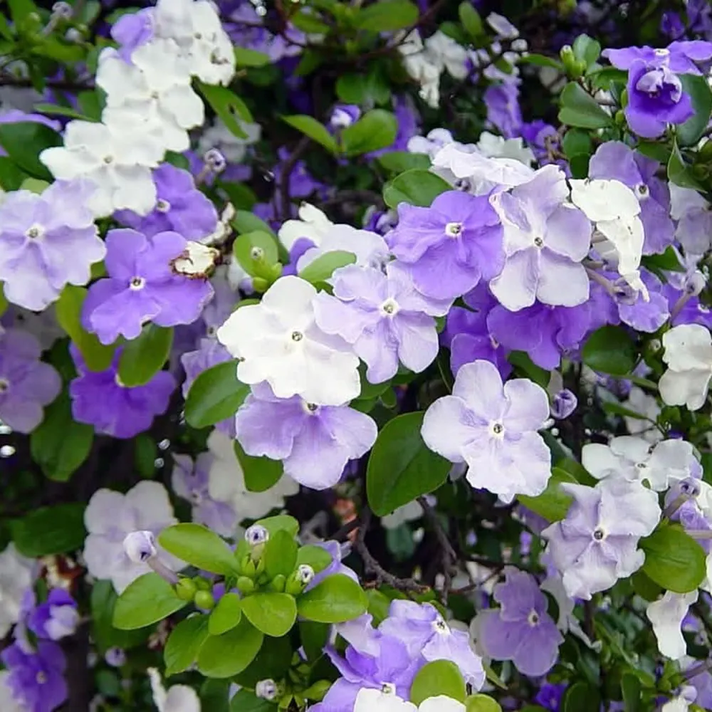Dwarf  Yesturday, Today, Tomorrow Plant - Brunfelsia Plant