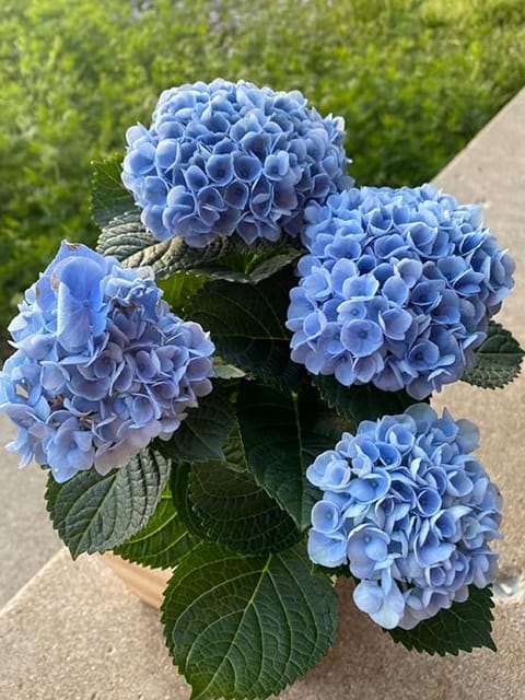 Hydrangea Macrophylla (Blue) - Plant