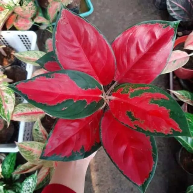 Aglaonema Suksom Jaipong