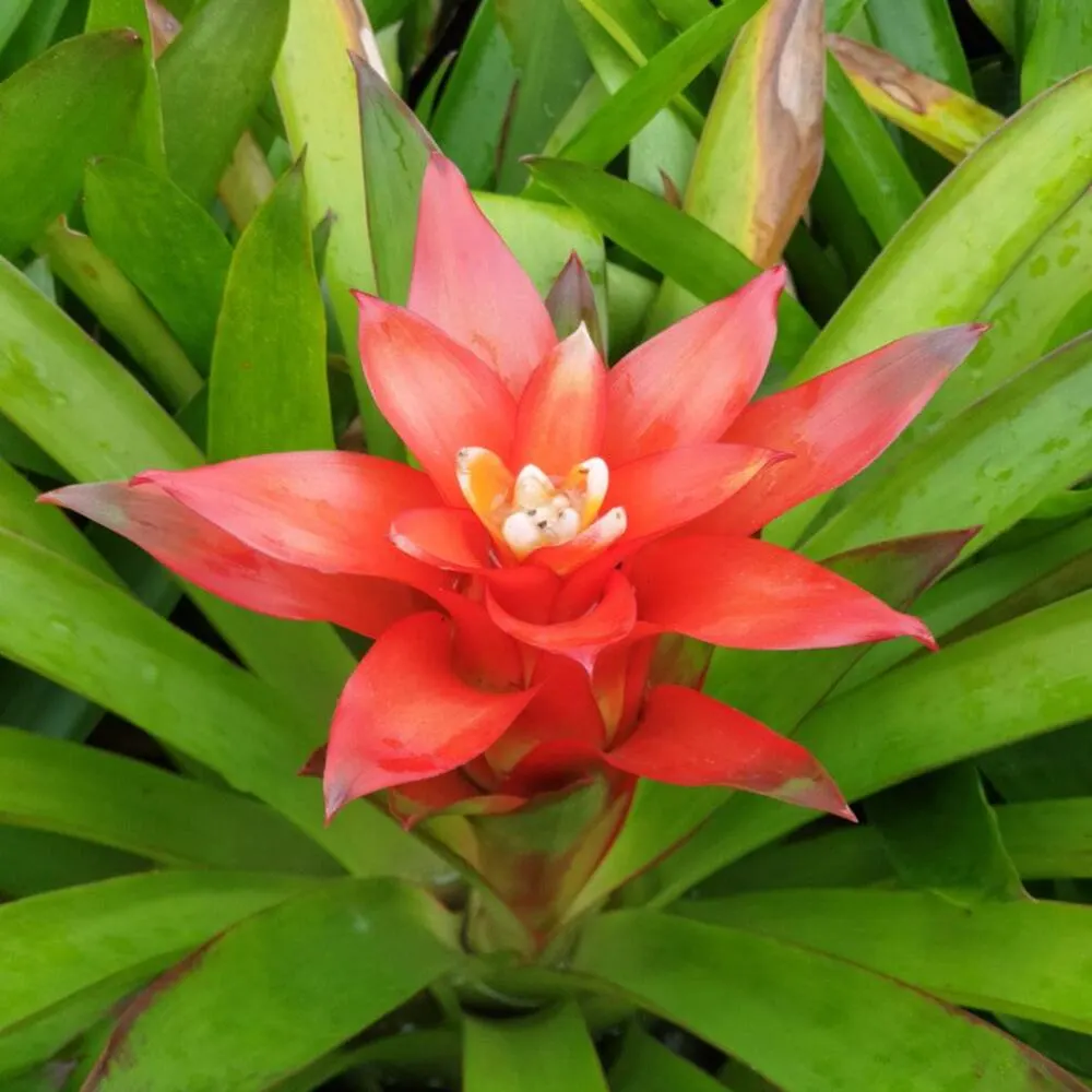 Guzmania Lingulata Orange - Bromelia Guzmania