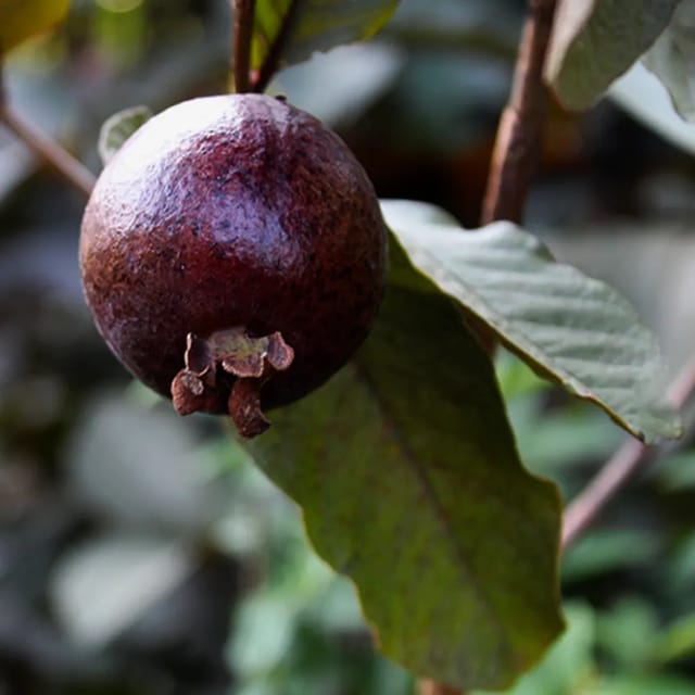 Purple Guava Plant