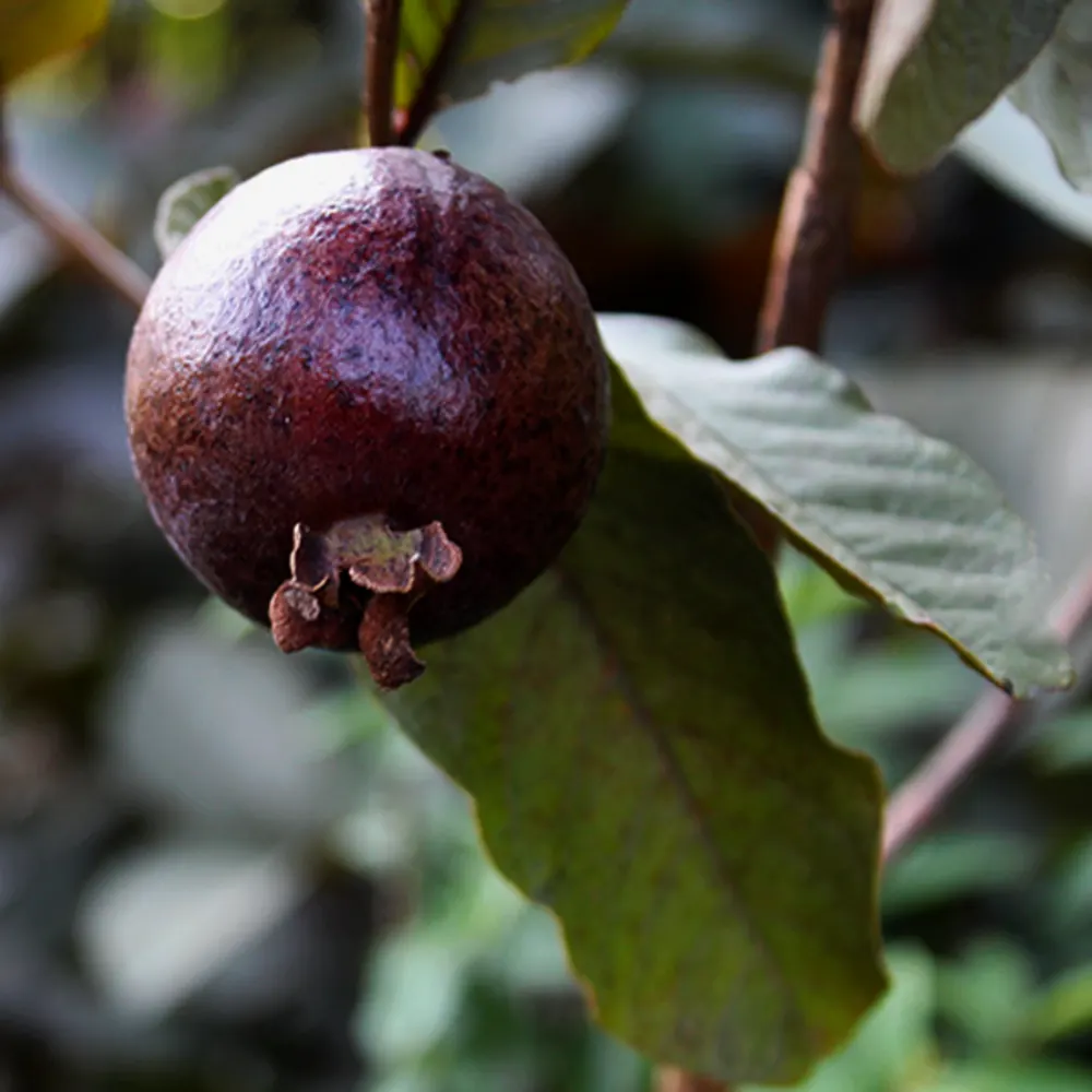 Purple Guava Plant