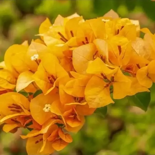 Bougainvillea Chilli Yellow Bougainvillea Chilli Yellow