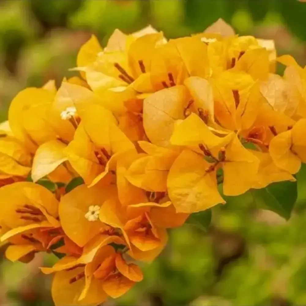 Bougainvillea Chilli Yellow