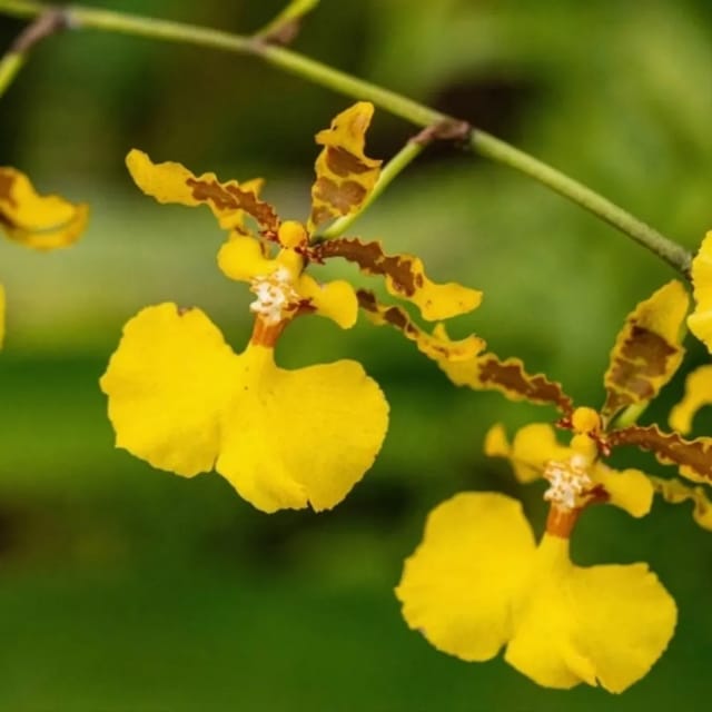 Oncidium Yellow - Blooming Size Orchid Plant