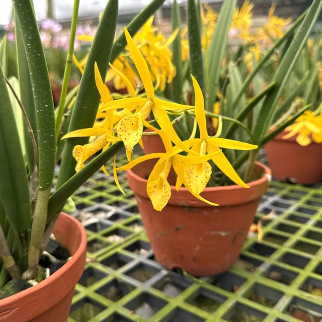 Brassocattleya Yellow Bird - Blooming Size Orchid Plant