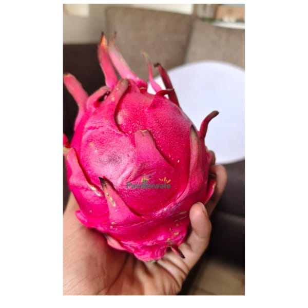Taiwan Jumbo Dragon Fruit Plant (Rooted )