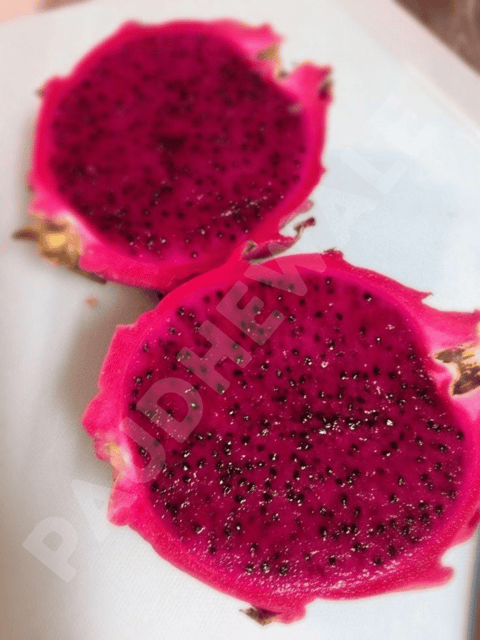 C Variety Dragon Fruit Plants (Rooted) - 1 Foot