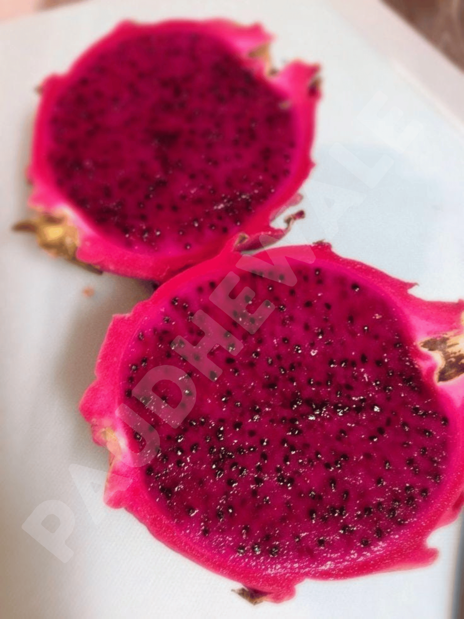 C Variety Dragon Fruit Plants (Rooted) - 1 Foot