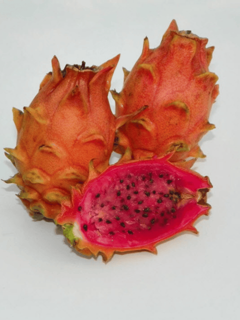 Frankie's Red Dragon Fruit Plant (3 Feet Size)