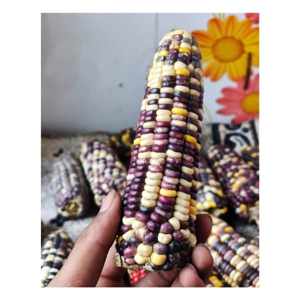 Rare Multicolor Native Corn Seeds (1 Whole Corn Cob)