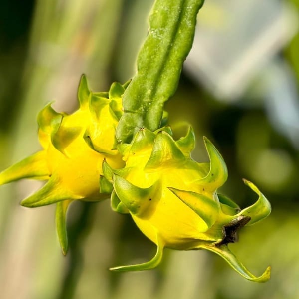 Australian Yellow Dragon Fruit Plant