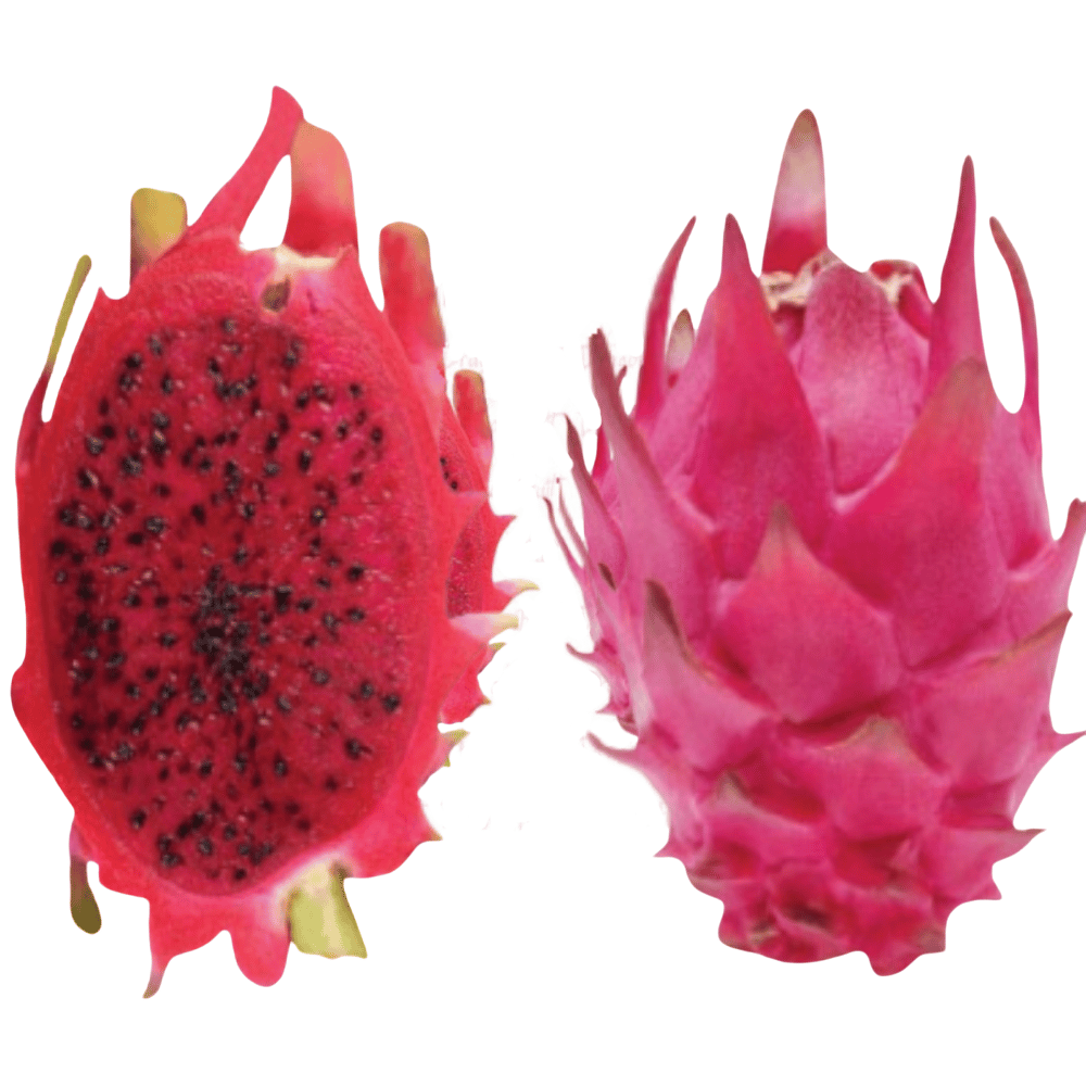 Red Moroccan Dragon Fruit Plant - Healthy Cuttings (Pack of 2)