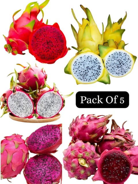 Dragon Fruit Plant Combo Pack Of 5 - Jumbo Red, C Variety, Israel Yellow, Moroccan Red & Regular Red