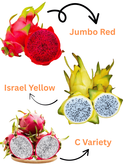 Dragon Fruit Plant Combo Pack Of 3 - Jumbo Red, C Variety, Israel Yellow (Rooted Plants – 1 Ft)