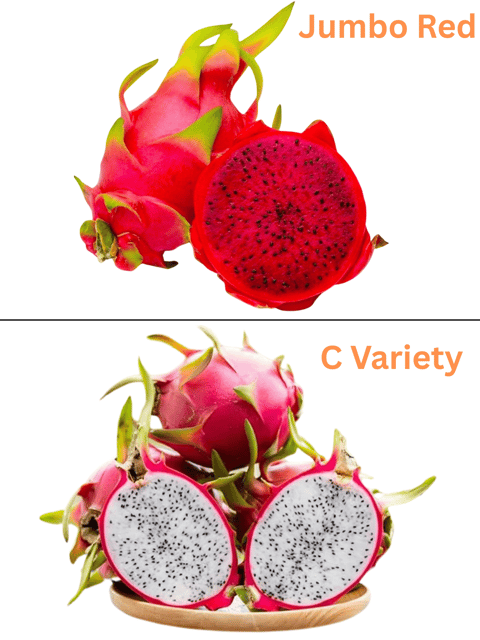 Dragon Fruit Plant Combo Pack Of 2 (Jumbo Red + C Variety) Dragon Fruit Plant Combo Pack Of 2 (Jumbo Red + C Variety)
